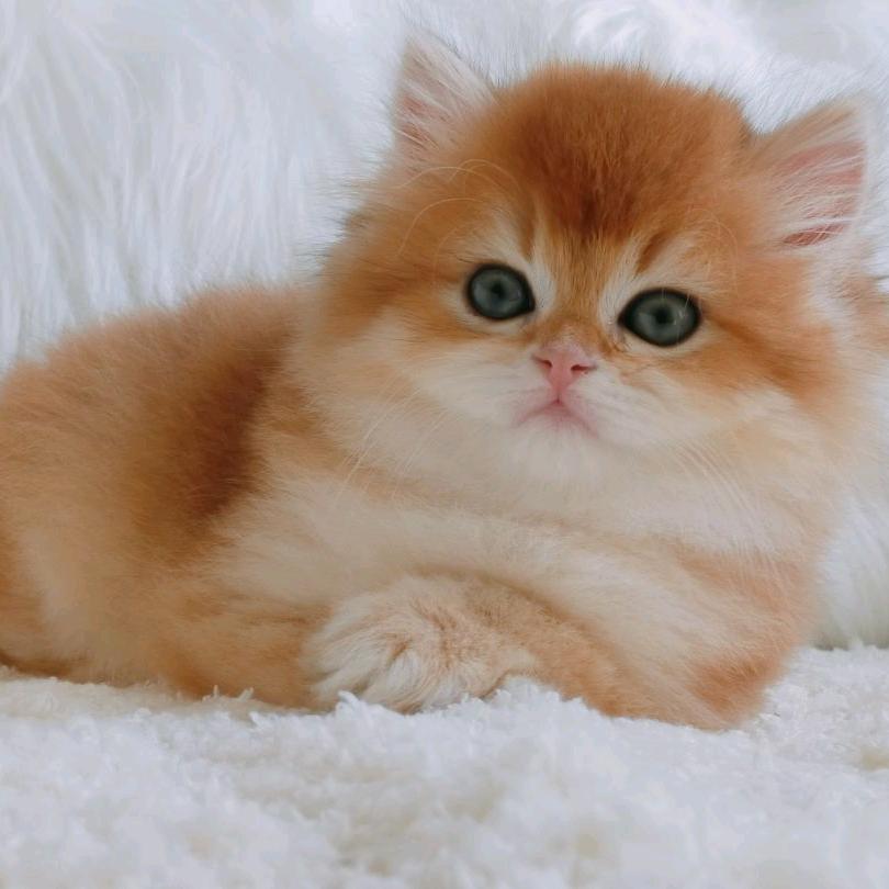 一二三旺财猫