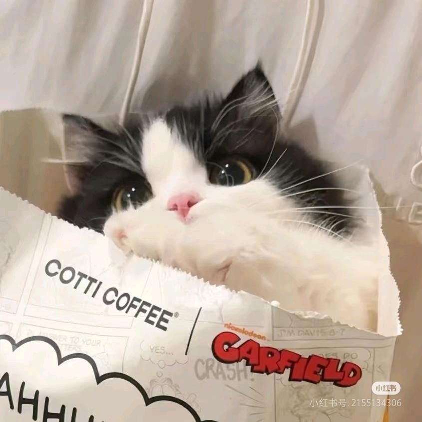 小猫碎碎念≥^·.·