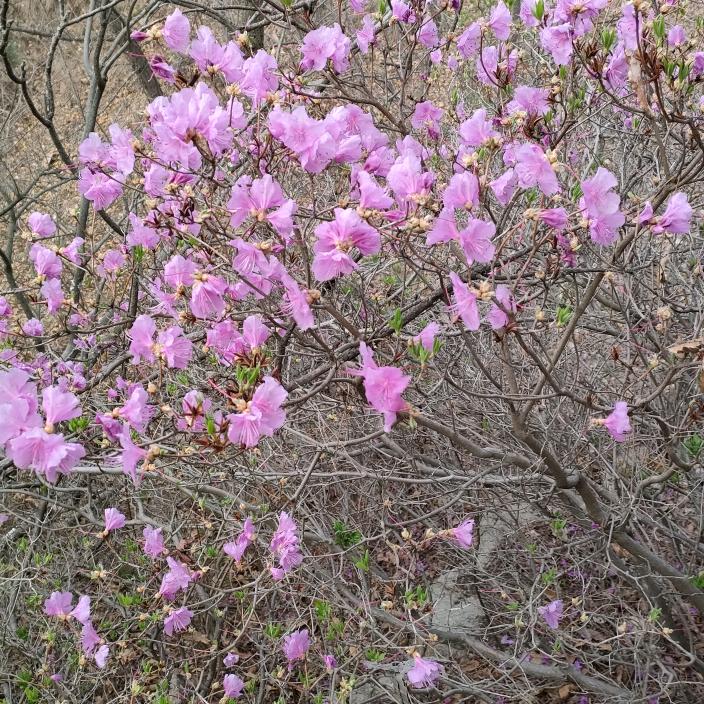 桂花！