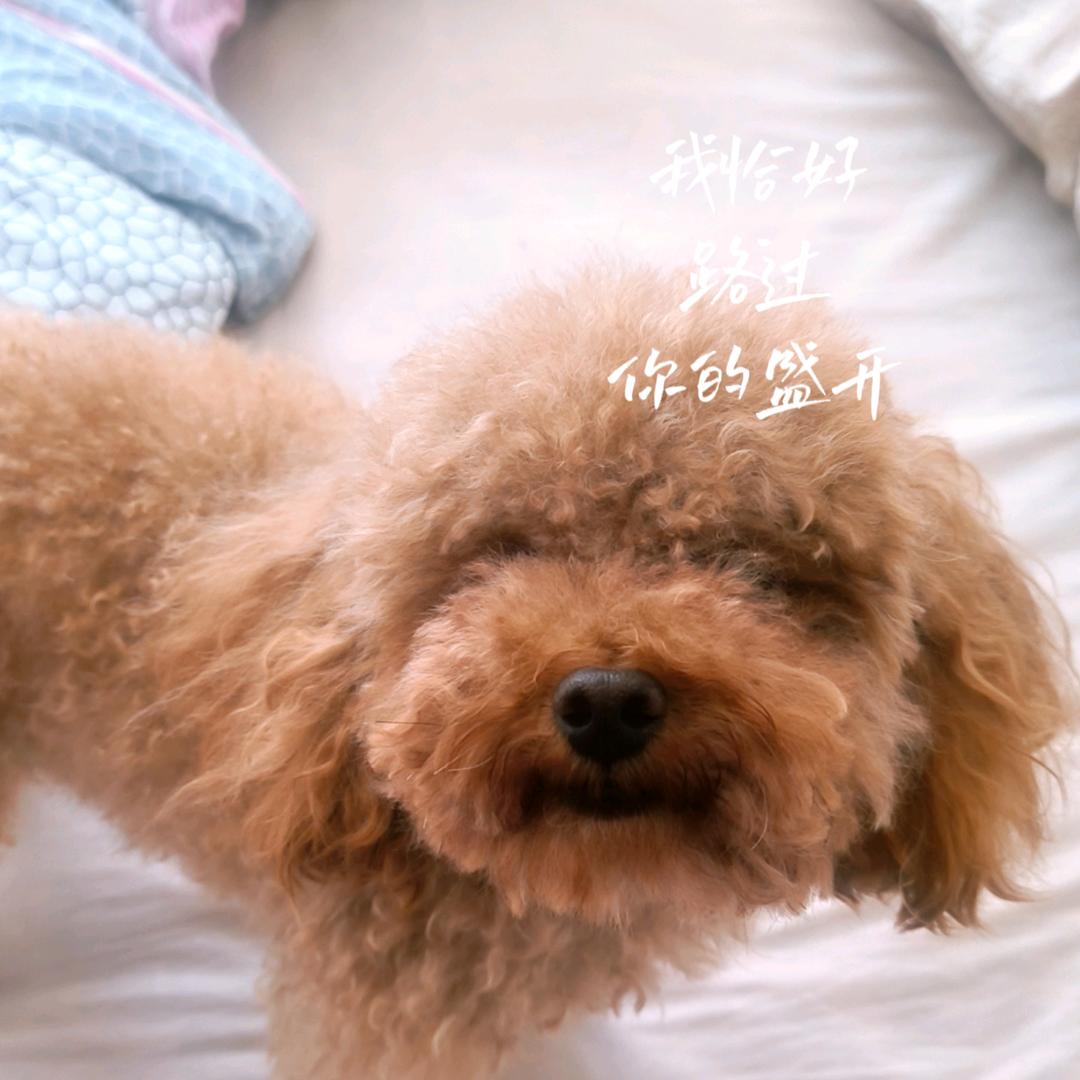 小狗抹茶