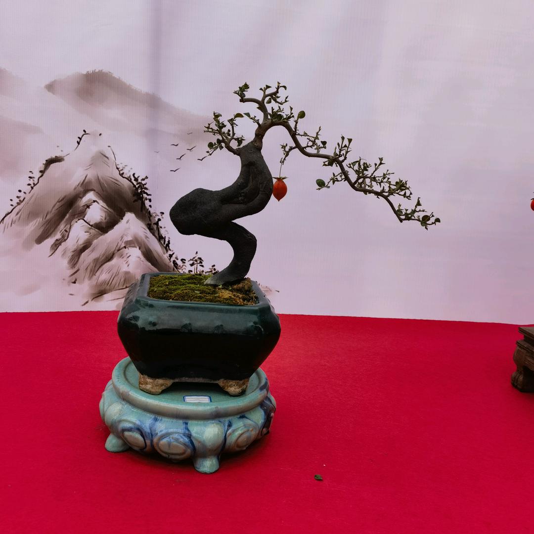 小勇金弹子盆景