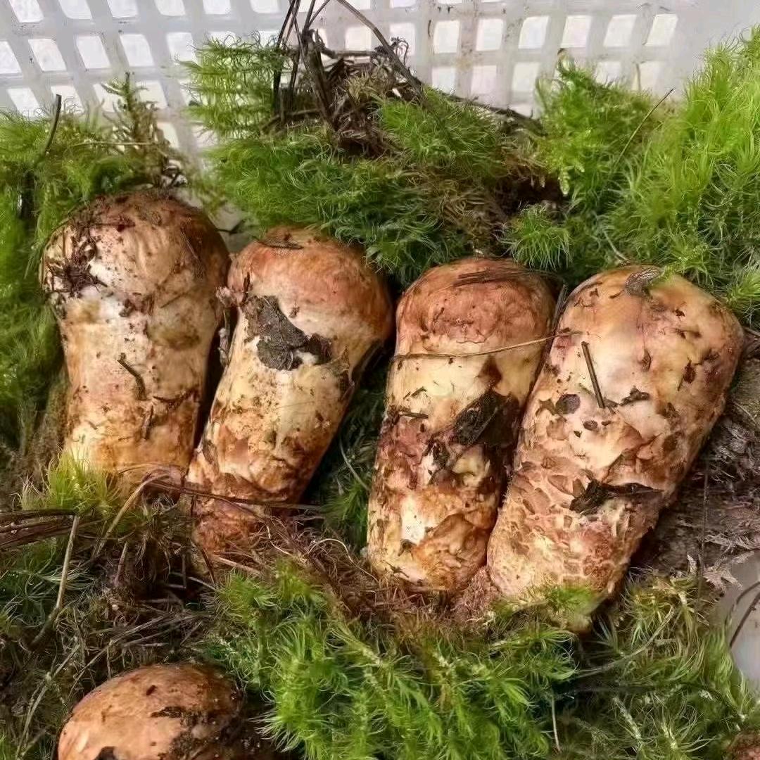 朱朱