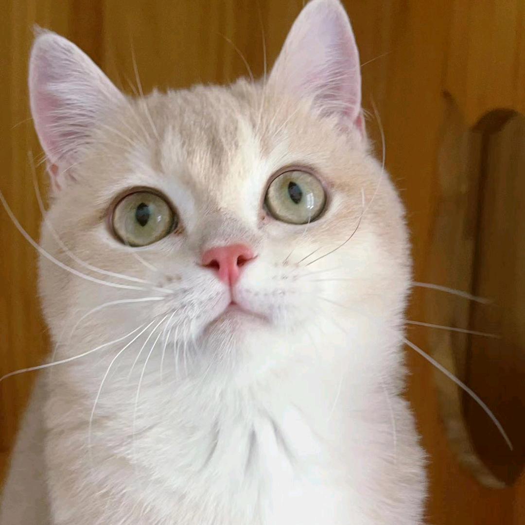阿猫
