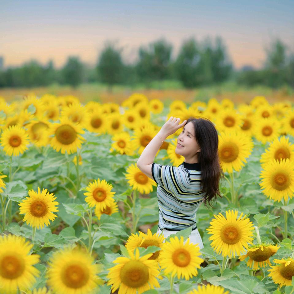 向日葵🌻