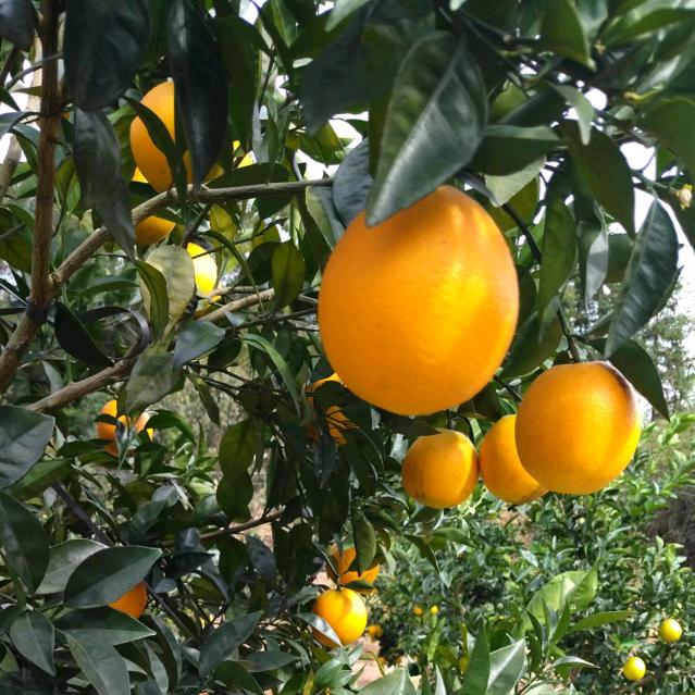 方平助您坐享脐橙（热卖中）