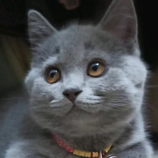 凯，杰妈妈吖（连赞拉黑）