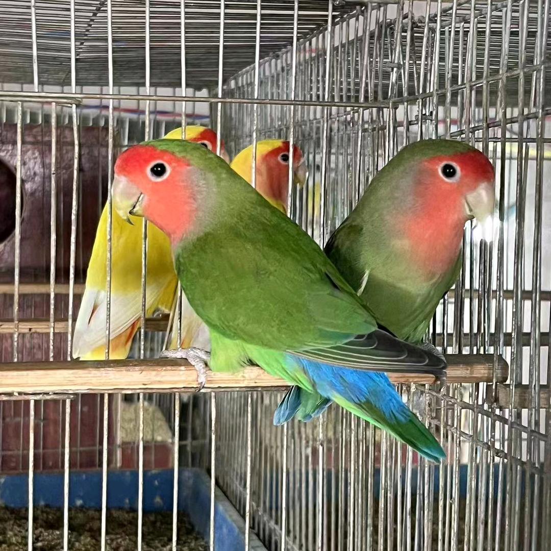 鹦鹉🦜达人