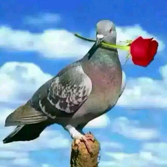 天天开心。🌹🌹🌹🌹