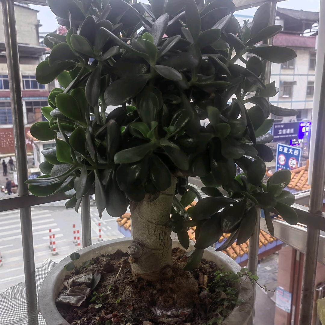 只点赞，