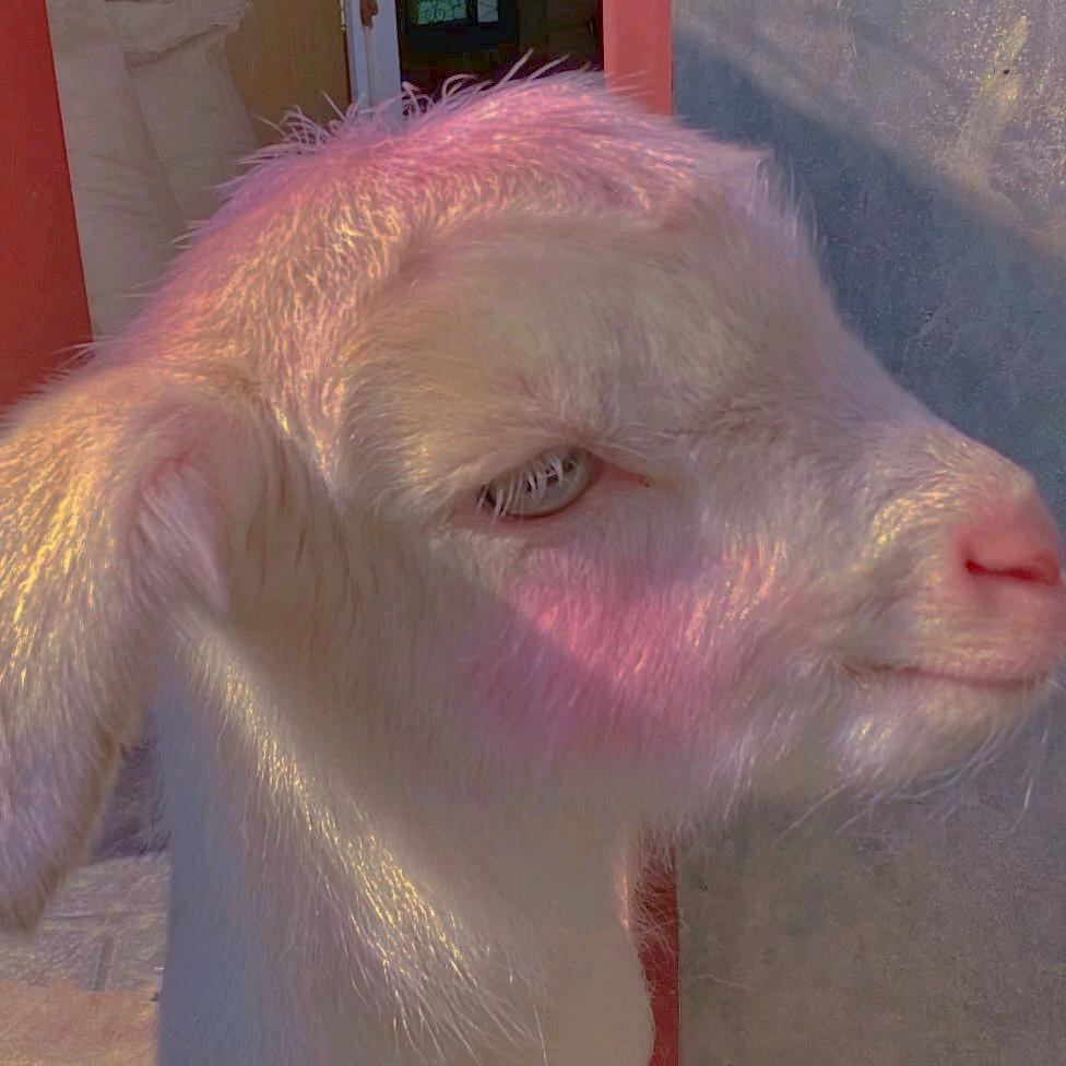 迷你小羊🐏