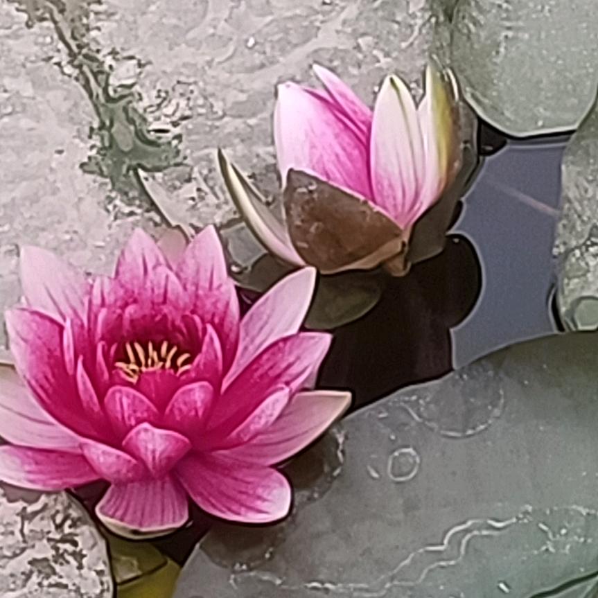 腊月梅花
