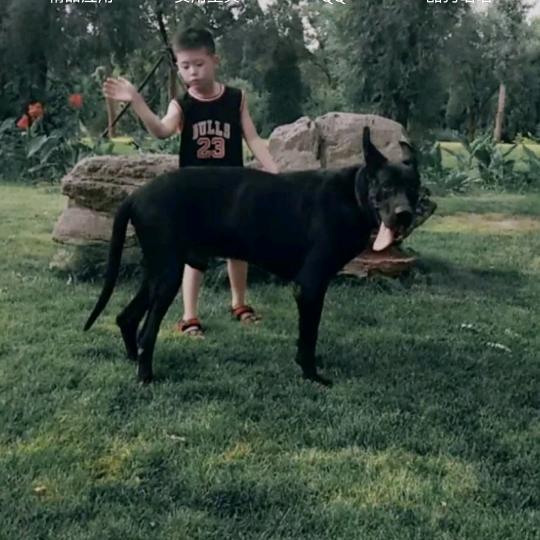 天翔犬舍