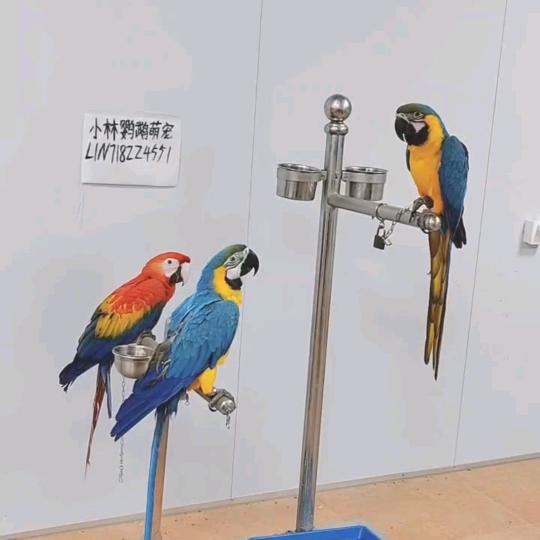 小林鹦鹉萌宠