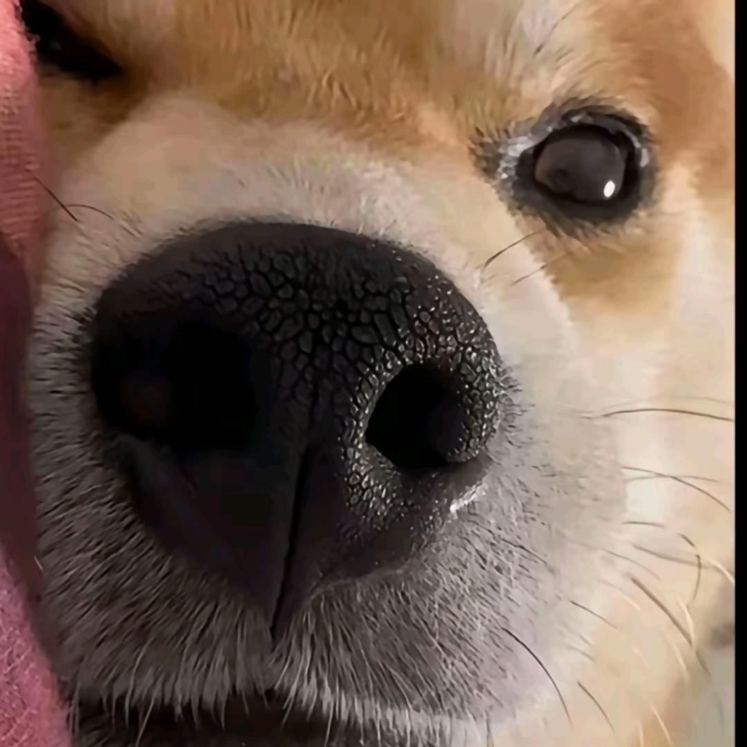 温柔解救不了世界