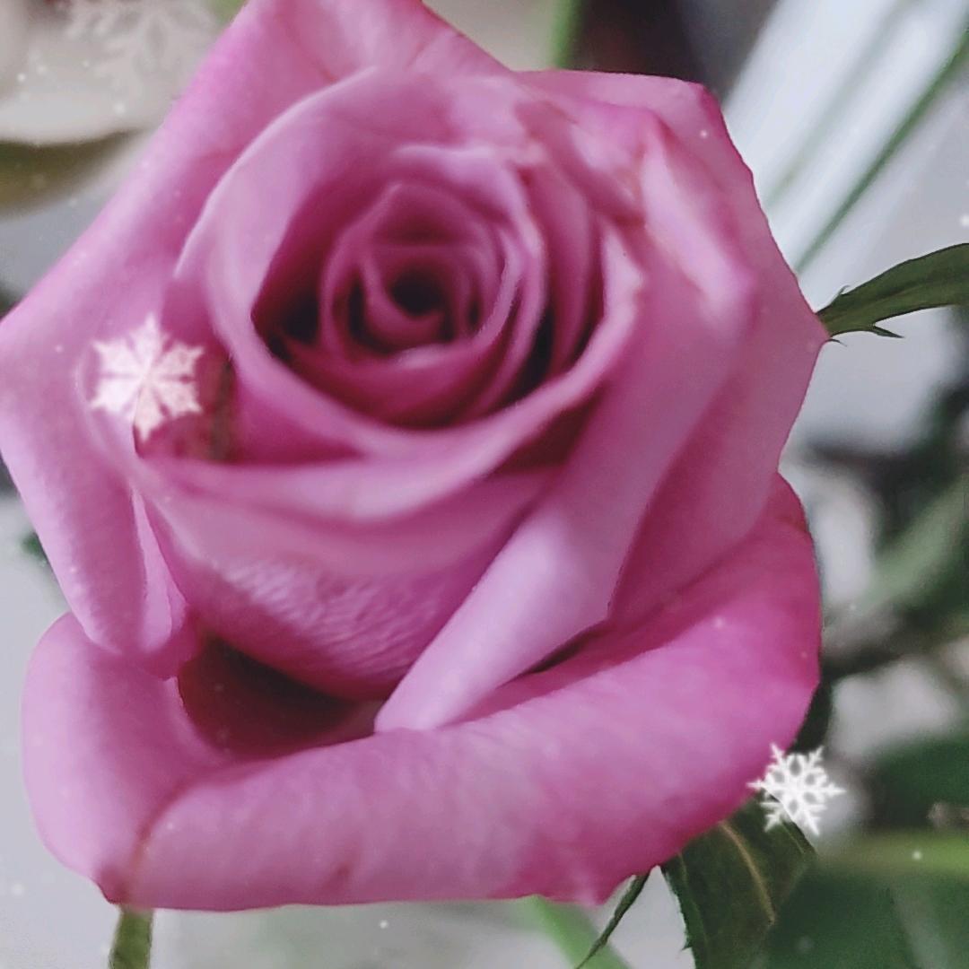 玫瑰花
