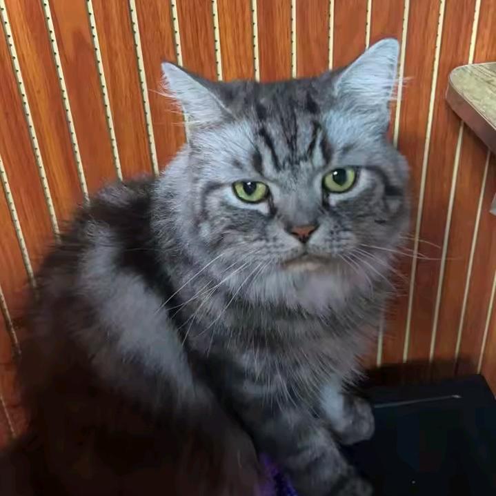 琛歌