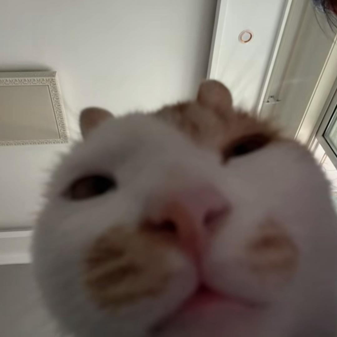 Felix_