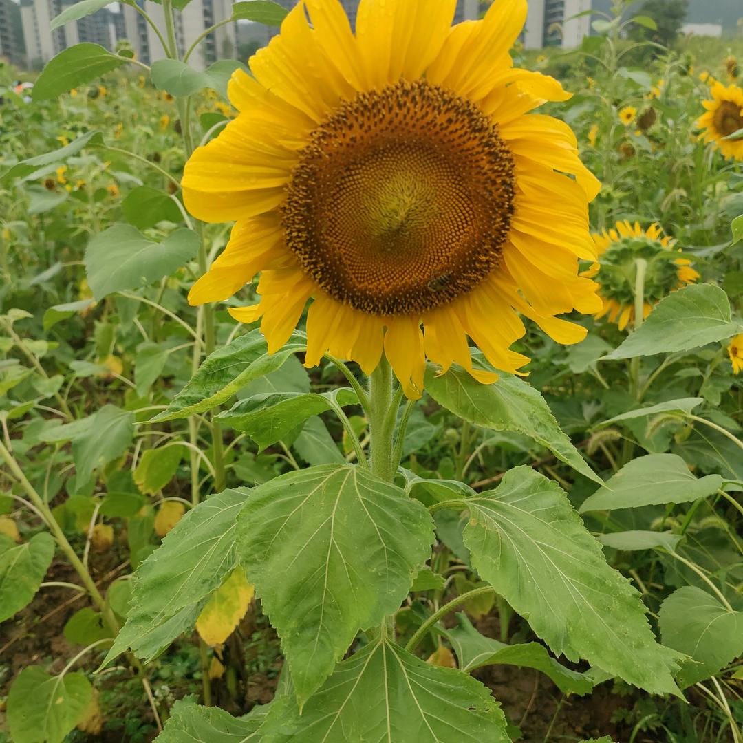 莉莉