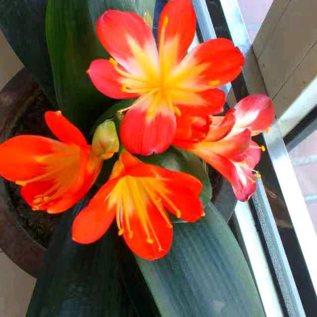 术芳姐