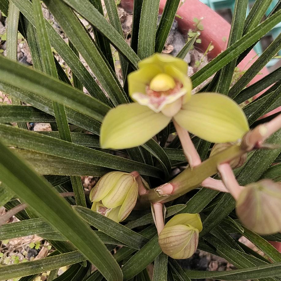 最香最美兰花花