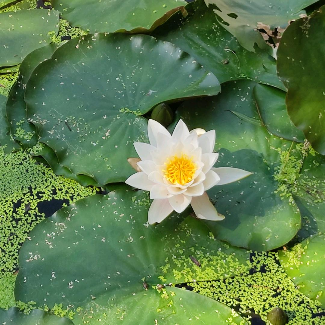 刘洪良