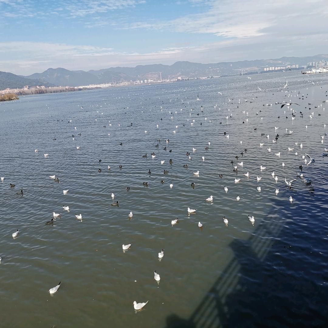 心若向阳、无畏伤悲