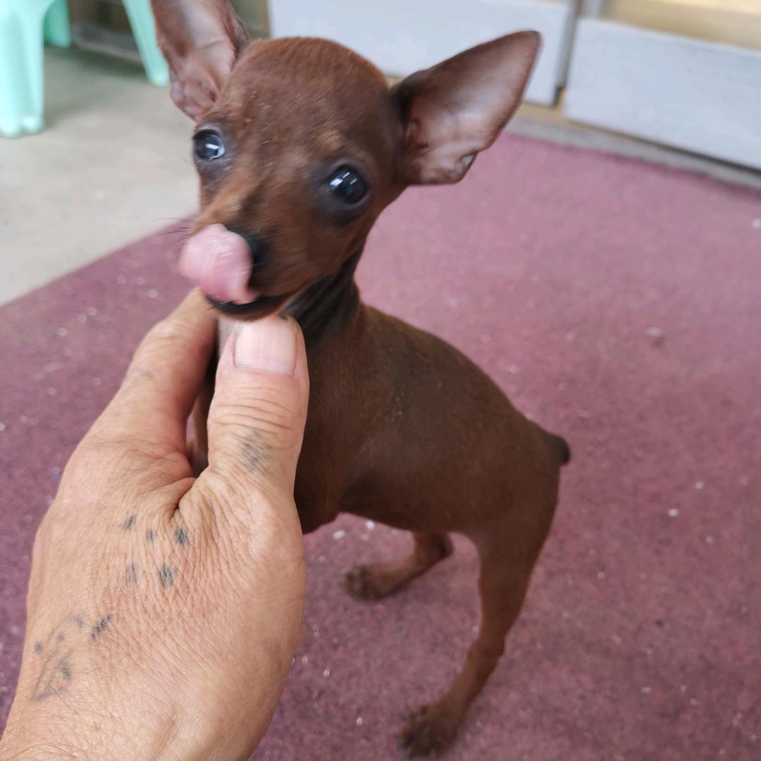 别生气家养小鹿犬