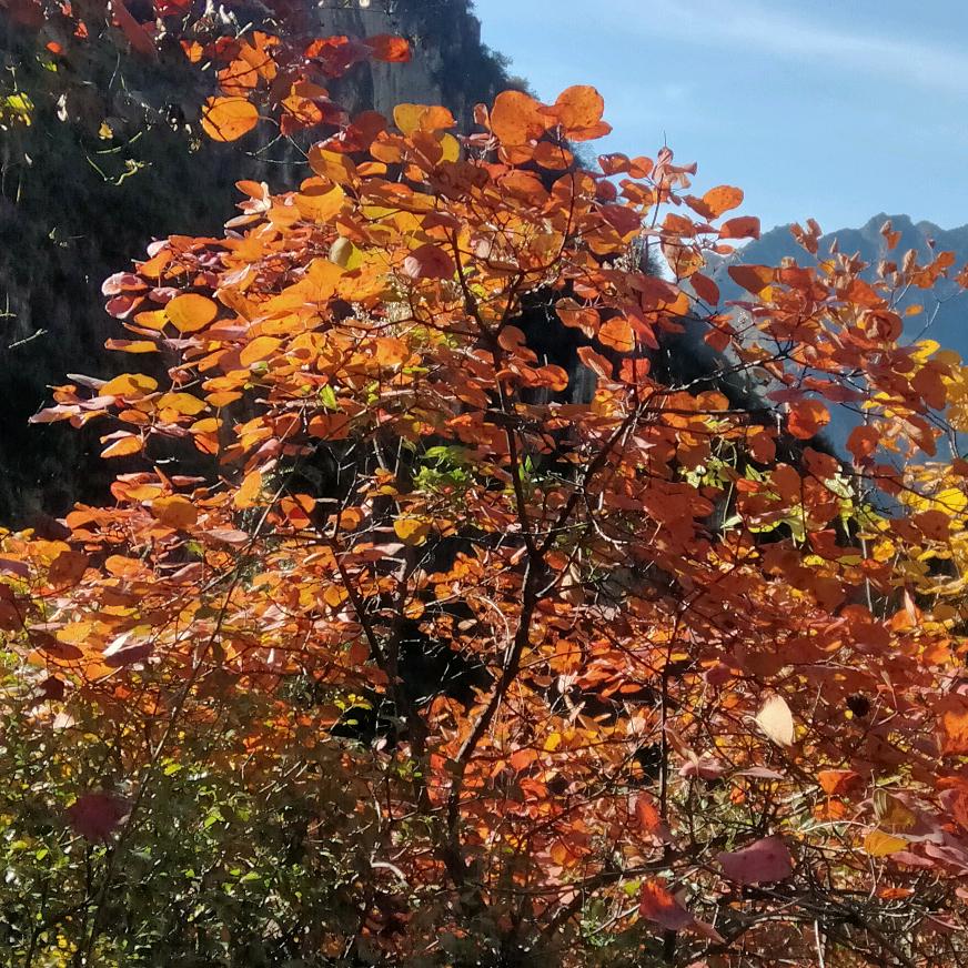 老青串门儿