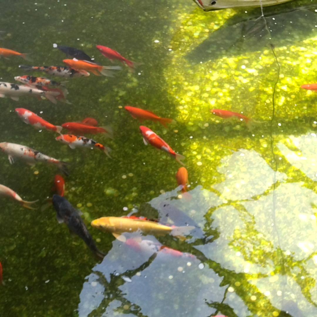 孤星
