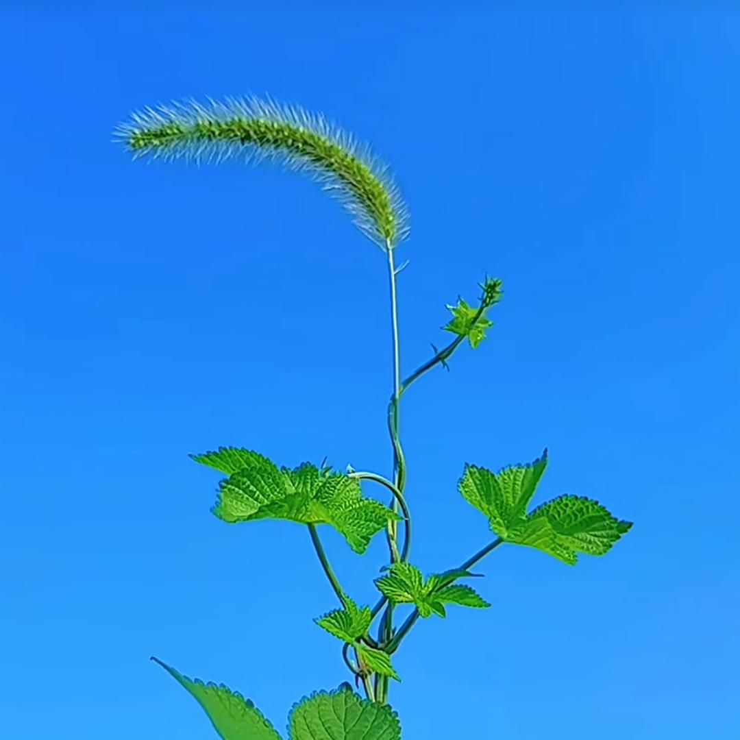 清风无语