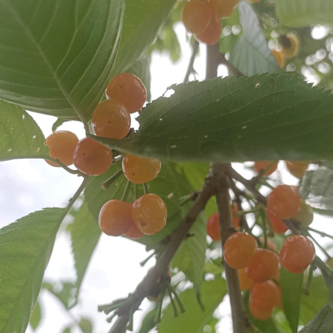 鄂，袁
