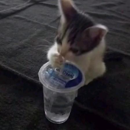 灰灰狸
