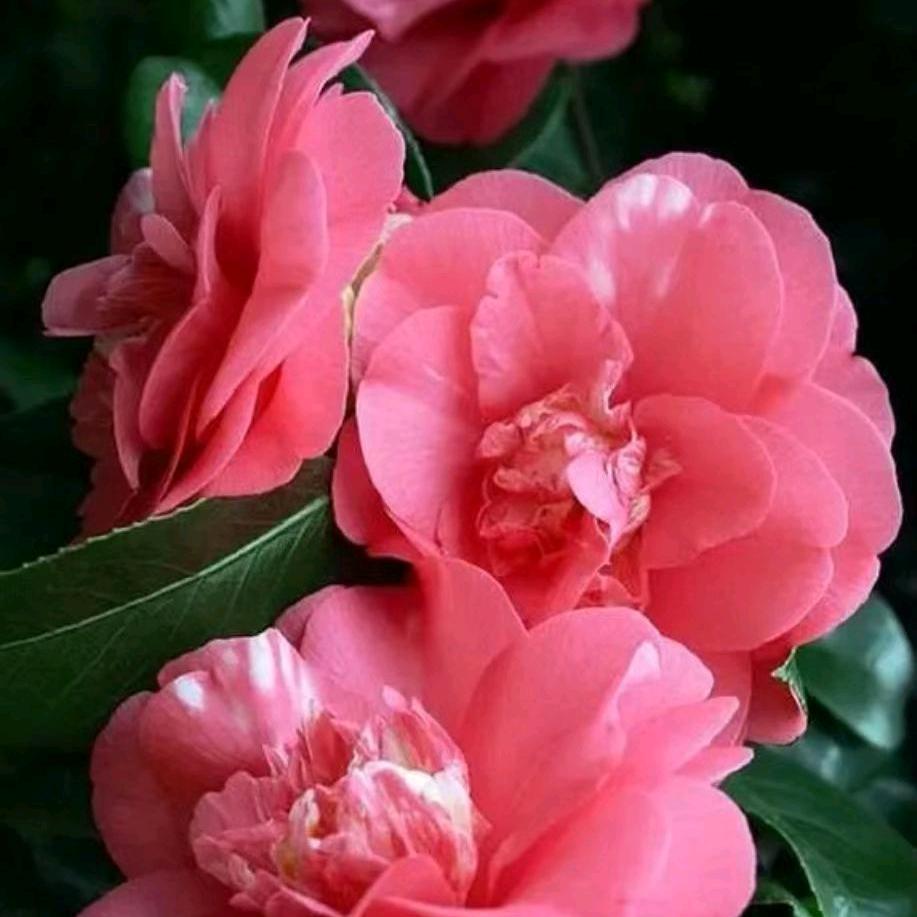 浓浓的幸福🌹🌹🌹🌹🍎