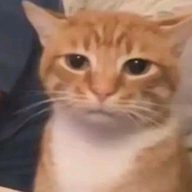 十字猫♡