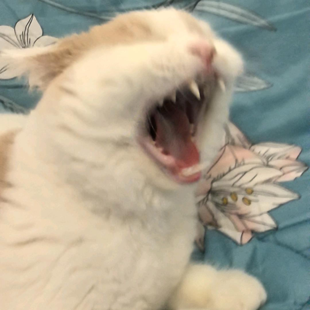 霍麻擦咔