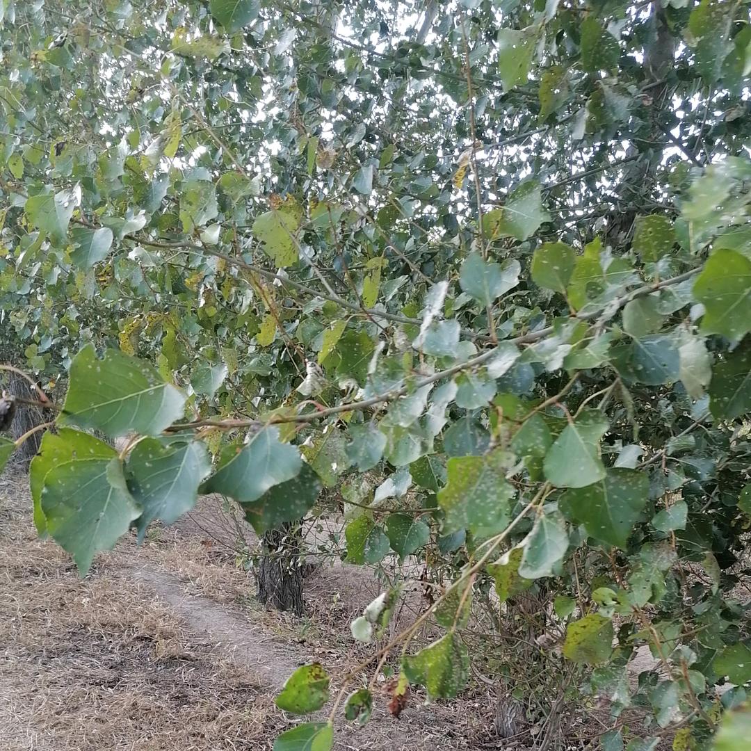 🌲🌱小文爷爷