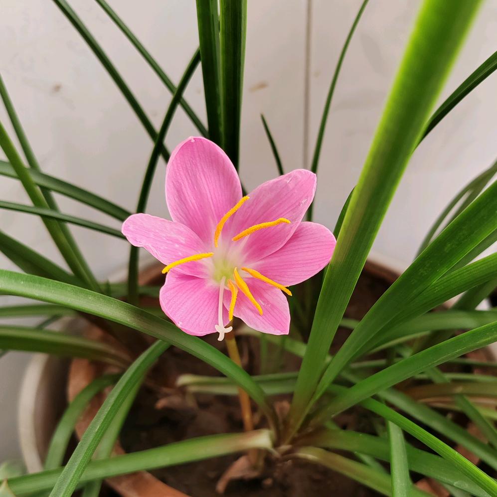 ོ静听花开