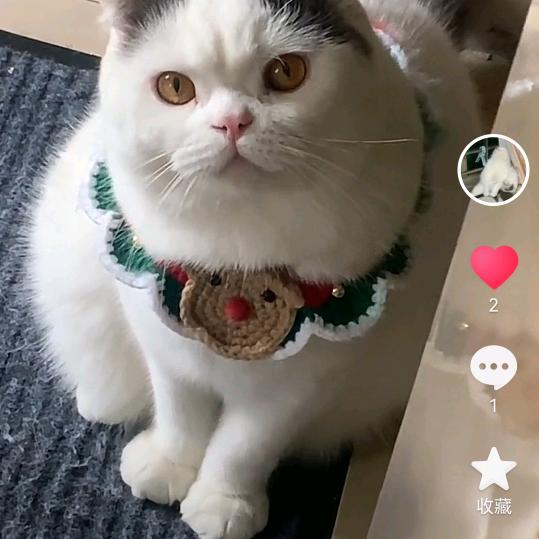骏芝