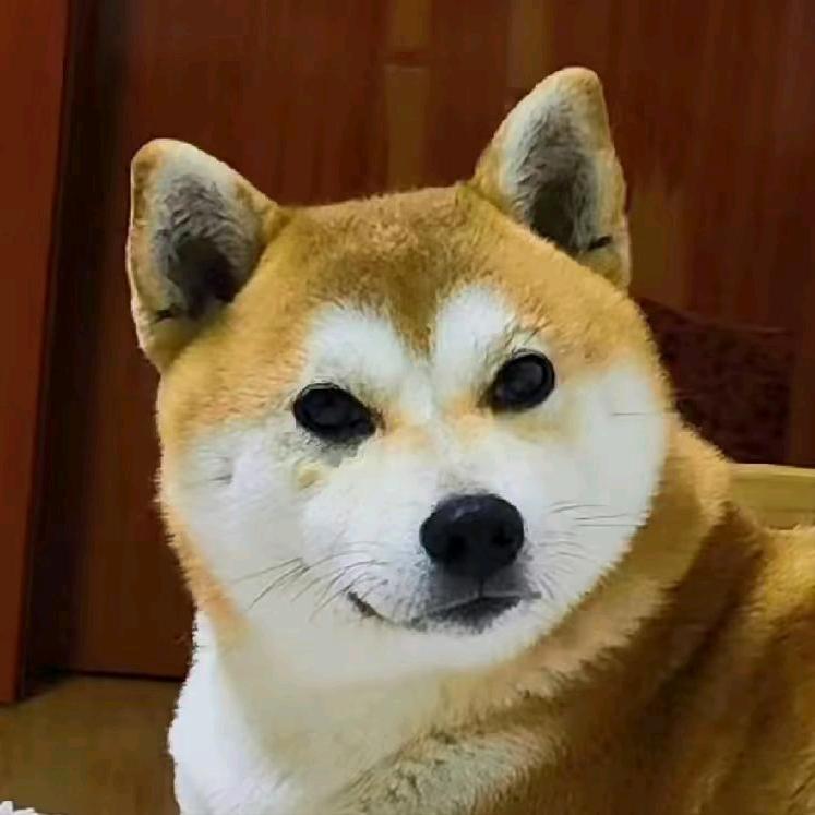 柴犬小幸运头像