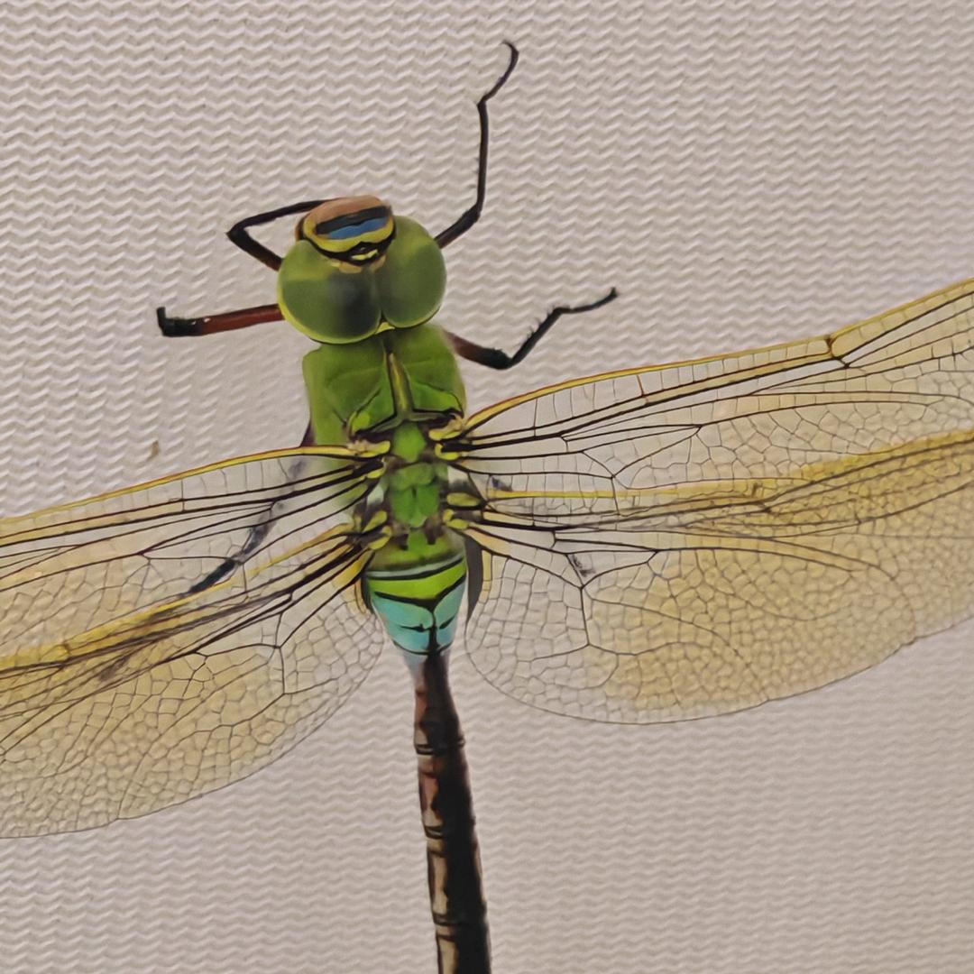 重度『蜻蜓&蝉』业余爱好者