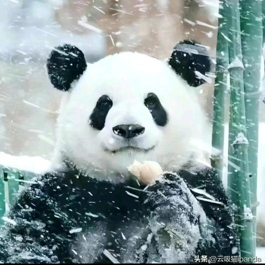 人面不知何处去