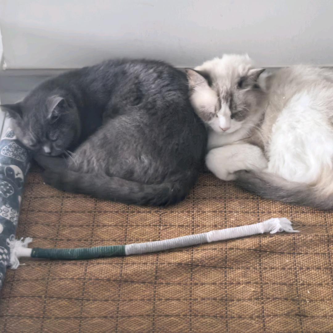 团子与多多是只猫