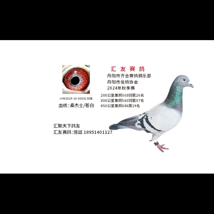 汇友赛鸽（汇聚天下鸽友）