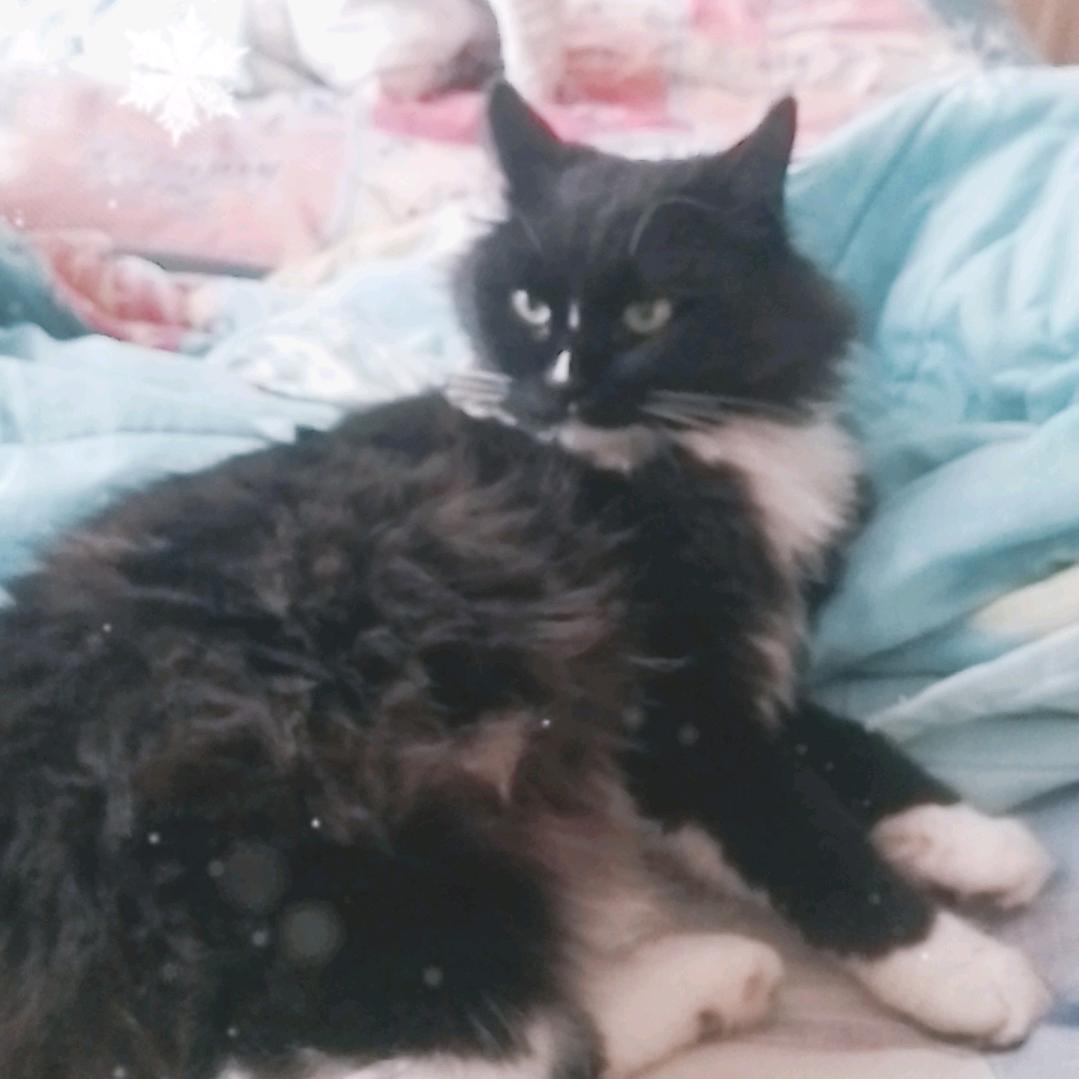 黑猫警长（叨哥）