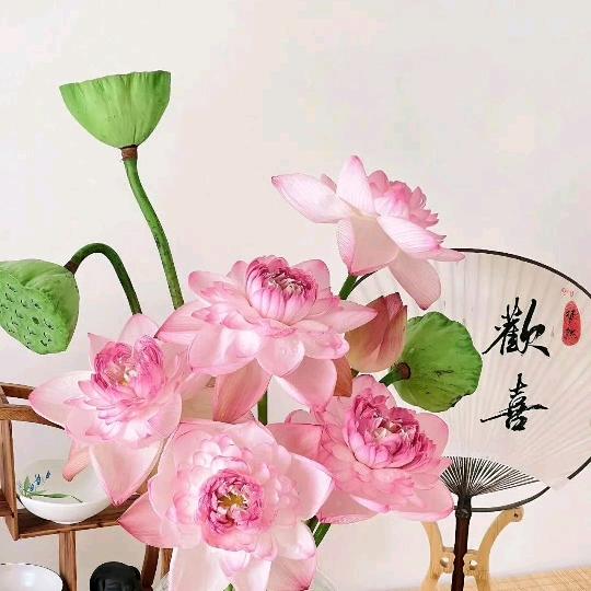 春樱🌸