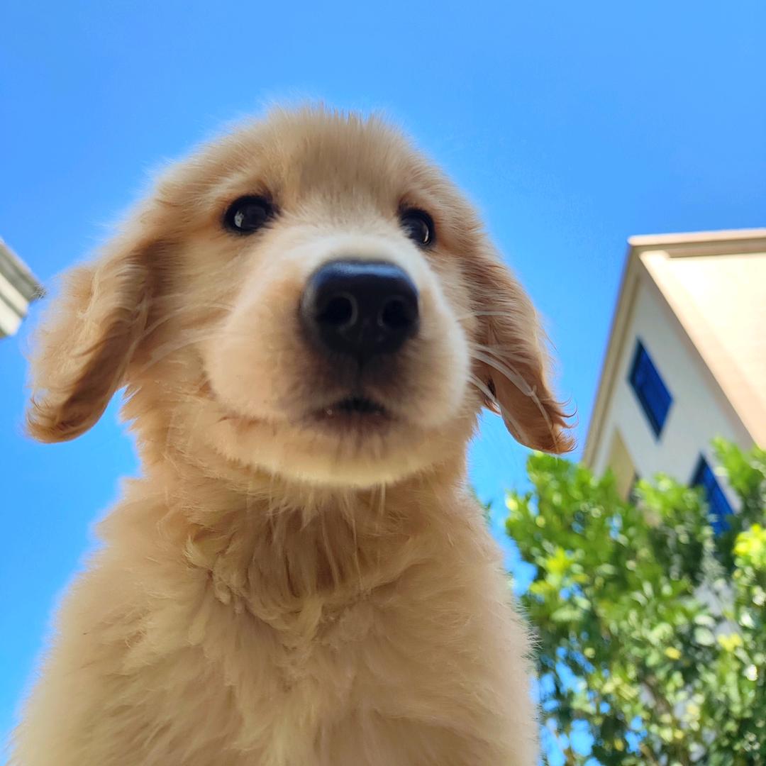 大大大番薯头（出租屋智能化）