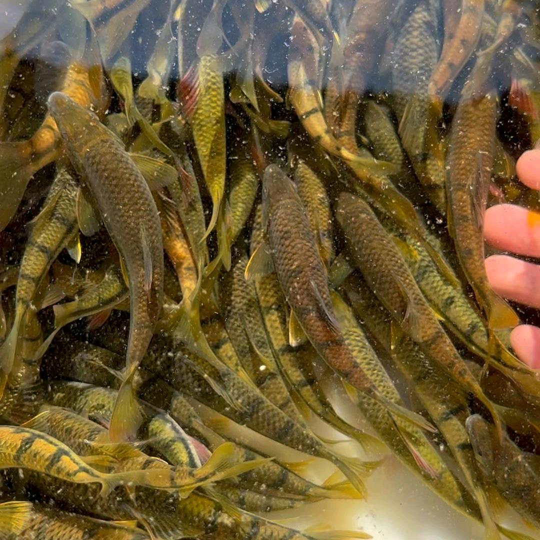 溪畔闲云  溪韵流香颗粒