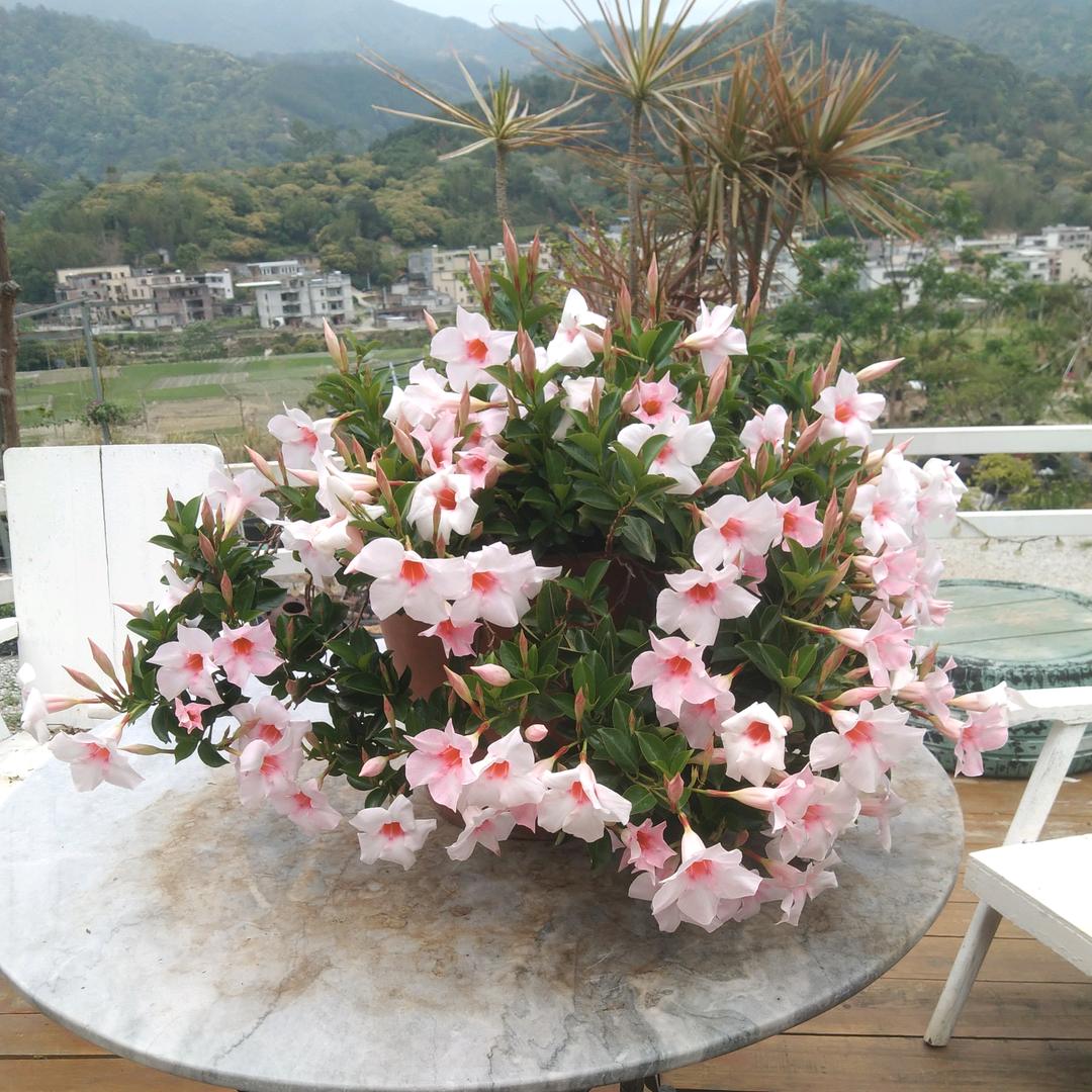 钱程似锦