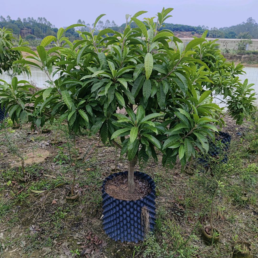 碧顺果树苗木专营店