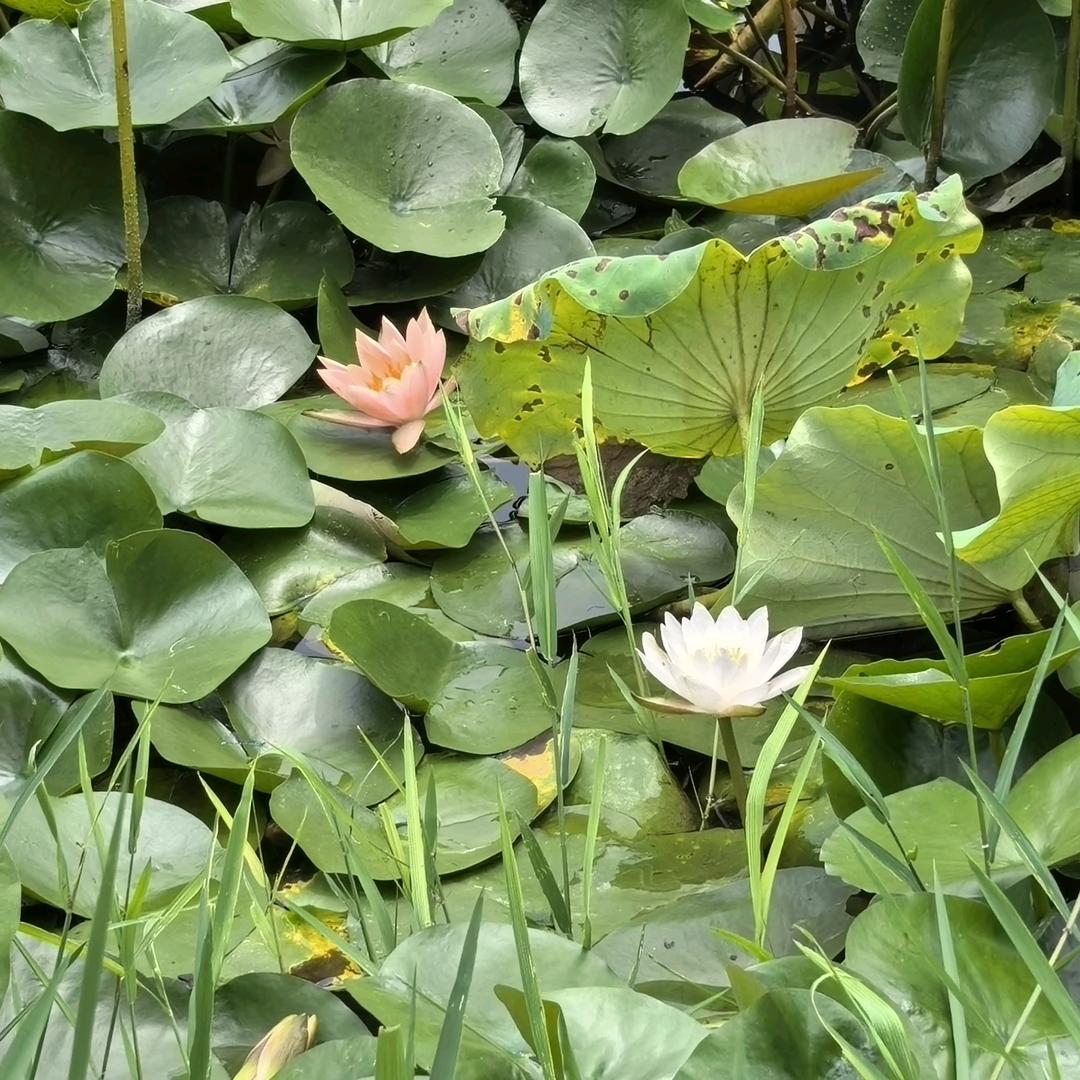 平平淡淡